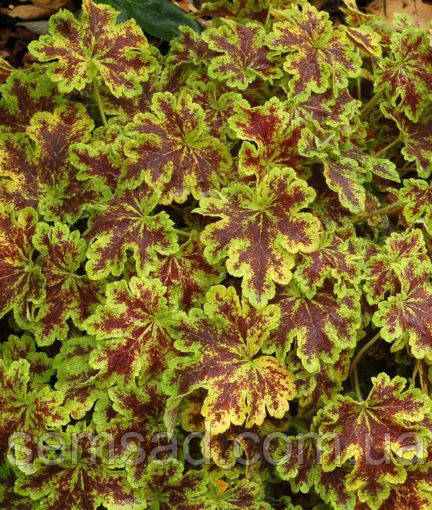 Гейхерелла Солар Повєр \ Heucherella 'Solar Power' (саджанці)