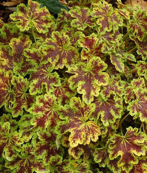 Гейхерелла Солар Повєр \ Heucherella 'Solar Power' (саджанці), фото 1