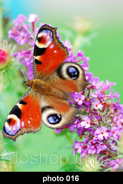 Настінний нагрівач-картина "Метелик", фото 1