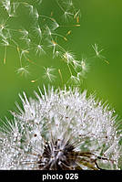 Настінний нагрівач-картина "Водуванчик"