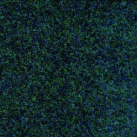 Ковролін на гумі Beaulieu Real Picasso 6619 - ширина 4 метри