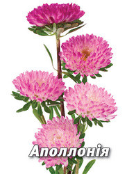 Насіння айстри Аполлонія, 5 гр., срібно-рожева