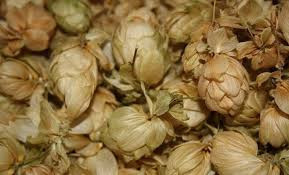 Хміль цвіт, 100г., фото 1