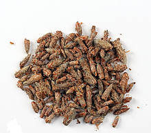 Соснова брунька (брунька), 100г.