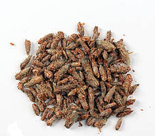 Соснова брунька, 100г.