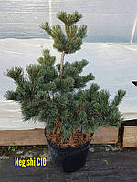 Сосна мелкоцветковая Негиши(Negishi) С10 высота 1м /Pinus Parviflora Negishi