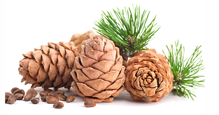 Кедровий горіх