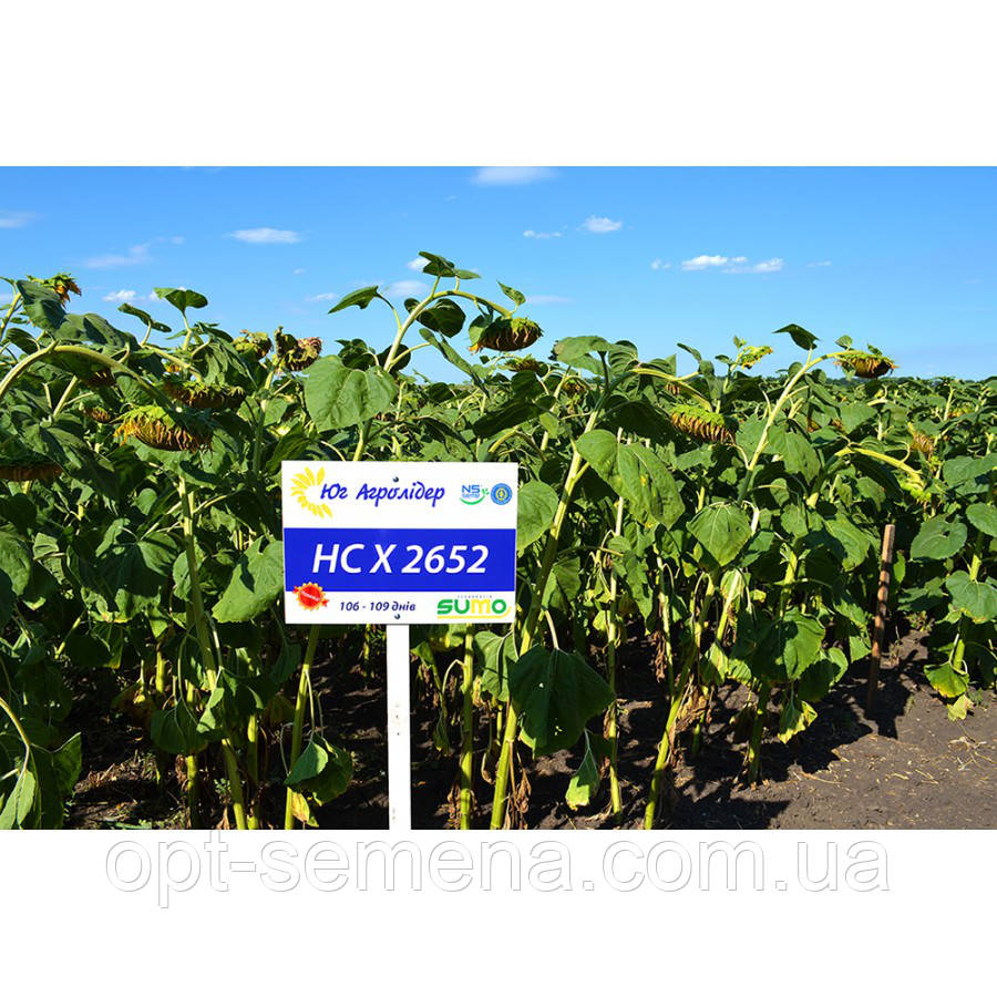 Насіння соняшнику НС Х 2652 (Под Гранстар) Єкстра, фото 1