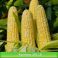 Семена кукурузы Кремень 200 СВ (АК Степова)