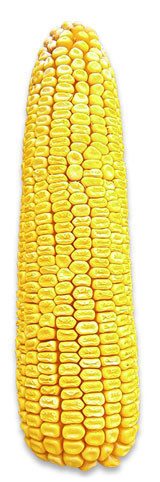Насіння кукурудзи РАМ 8143 (АК Степова) ФАО 260