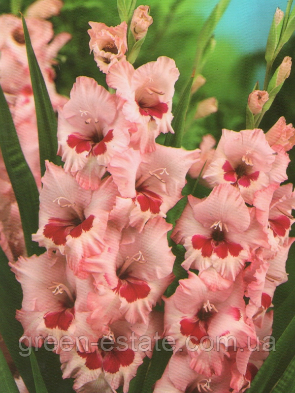 Гладиолус вайн энд роуз фото и описание