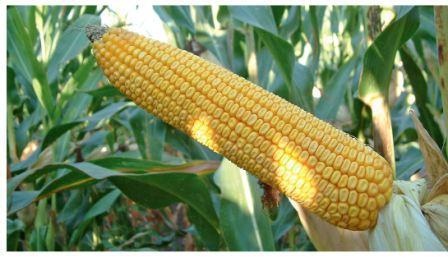 Семена кукурузы Оникс (Онікс), ФАО 350 - фото 1 - id-p618867353