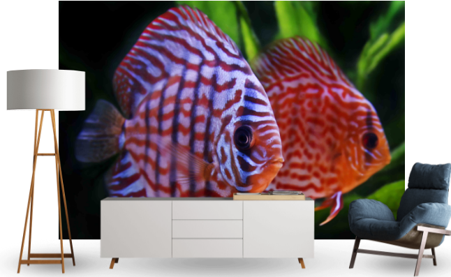 3D фотошпалери "Риби"