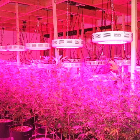 Фитолампы, фитолента и светильники для растений — светодиодная LED ...