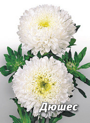 Насіння айстри Дюшес, 5 гр., біла