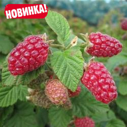 Саженцы малины ремонтантной красной "Генералиссимус"