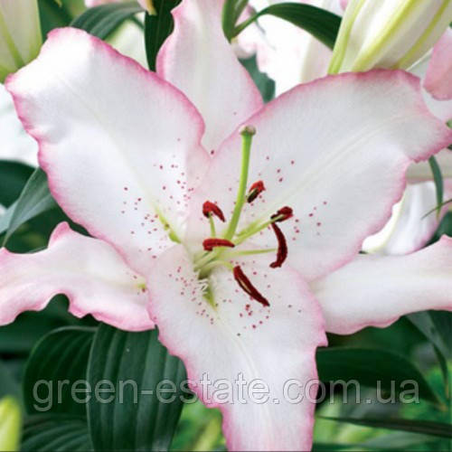 Лілія Бразилія