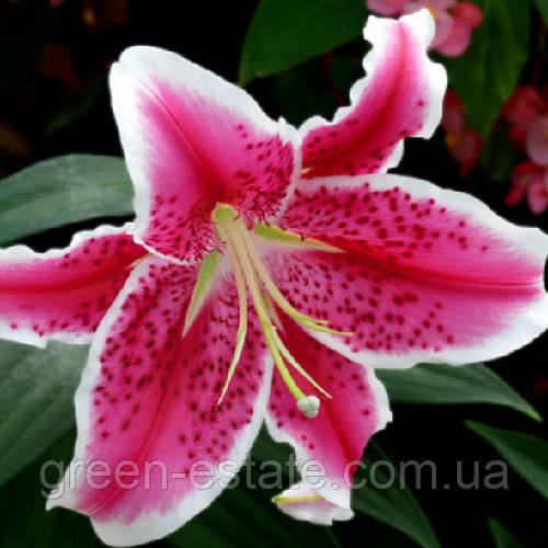 Лілія Старгейзер тигрова 12/14