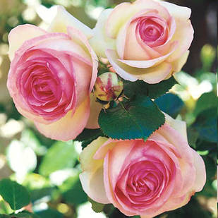 Саджанці штамбової троянди Еден Роуз - Eden Rose