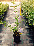 Саджанці жимолості Карина високоурожайна в 1 л. контейнері дворічні, фото 2