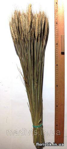 Колоски декоративные, натуральный цвет, 115 шт. (ID#678887925), цена ...
