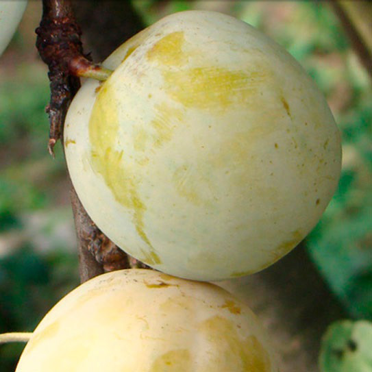 Слива Жовта Афаська (пізня), фото 1