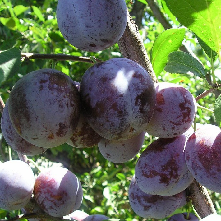 Слива Карпатія (середньостигла), фото 1