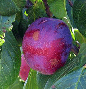 Слива Ювілеум (середньостигла), фото 1