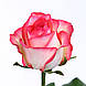 Троянда Джумілія 60см 19шт, фото 3