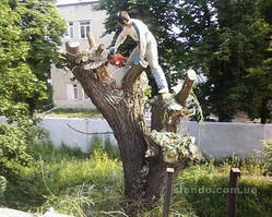 Спилить дерево в Харькове