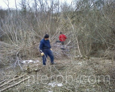 Спилить дерево в Харькове - фото 5 - id-p4548892
