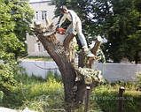 Послуги по валці дерева в Харкові, фото 5