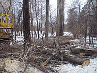 Удалить деревья в Харькове