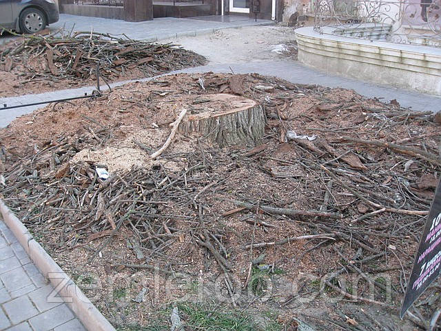 Зрубати дерево в Харкові
