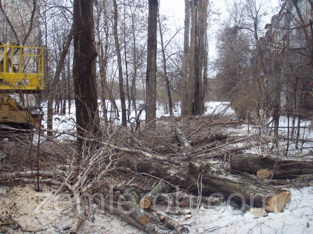 Обрізати дерево в Харкові