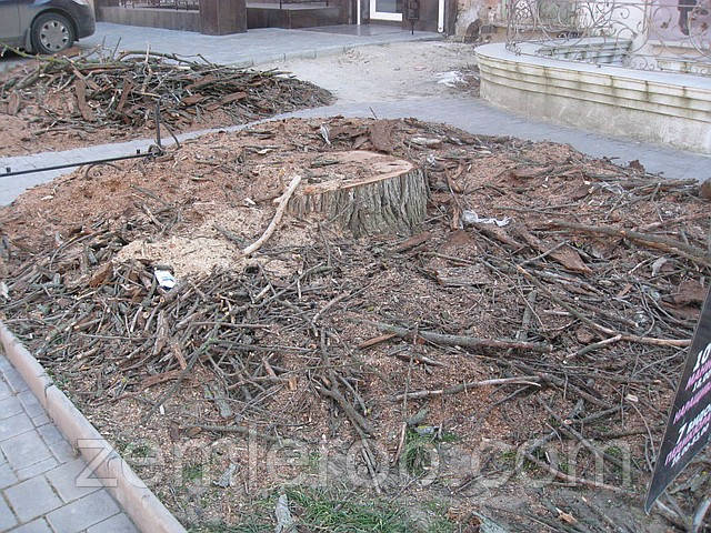 Выкорчевать дерево в Харькове - фото 4 - id-p4548959