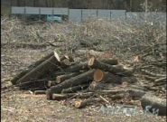 Викорчовувати коріння дерева в Харкові