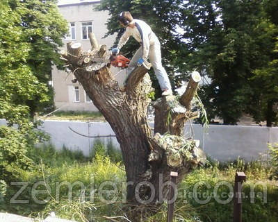 Викопати дерево в Харкові