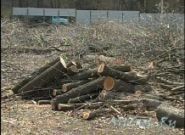 Выкорчевать корень дерева в Харькове и области - фото 3 - id-p4549019