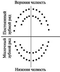 Шаблон для коффердаму