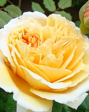 Саджанці троянд Perpetually Yours (Перпешуали Йорс), фото 2