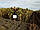 Насіння соняшнику Рекольд під гербіцид Гранстар 50 гр., фр. екстра, 112-113 днів, фото 3