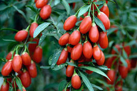 Саджанці годжі Тібецьке