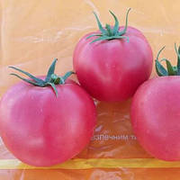 Хапінет F1 (1000 нас.) насіння томату Syngenta
