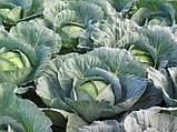 Кататор F1 (2500 нас.) насіння капусти б/к Syngenta, фото 2