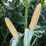 Насіння солодкого ( цукрових ) кукурудзи КАМБЕРЛЕНД F1, насіння 5000, фото 5