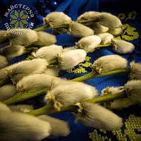 Вітаємо із Вербною неділею!