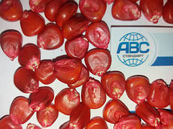 Ранній Гібрид кукурудзи ОРЖИЦЯ ФАО 240, Врожайність кукурудзи 12,0 т/га, Насіння кукурудзи з швидкою вологовіддачею.