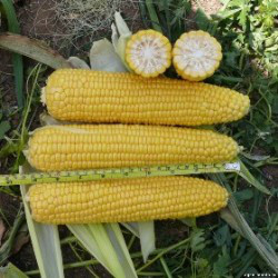 Насіння кукурудзи солодкої Добра F1 (2500 сем.) Lark Seeds