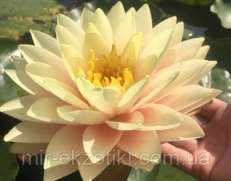 Німфея «Блашинг Брайд» (Nymphaea «Blushing Bride»)(молода рослина, поділка)